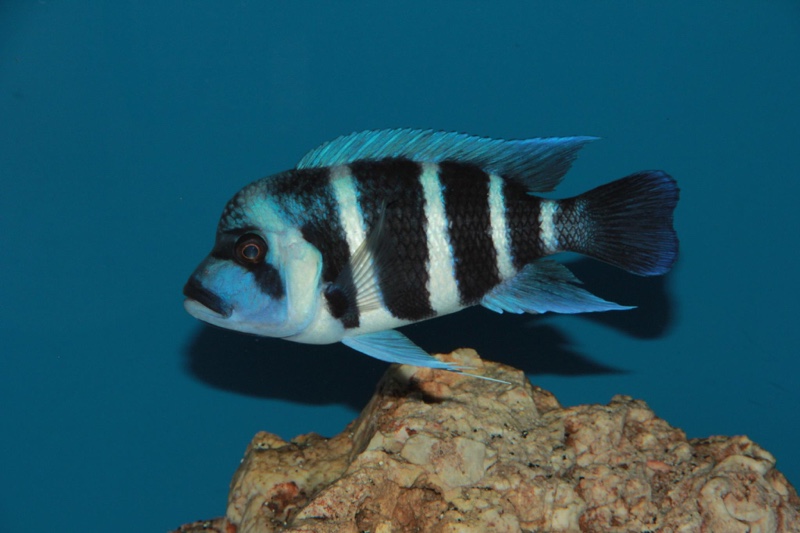 Cyphotilapia gibberosa 'Moliro'